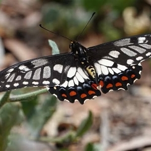 Papilio anactus at Ainslie, ACT - 5 Mar 2025 06:58 AM