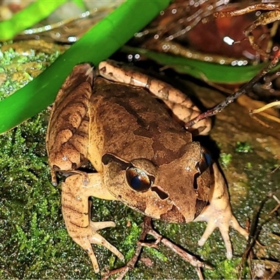 Mixophyes balbus (Northern Stuttering Frog) at Gibraltar Range, NSW - 25 Jan 2022 by MichaelBedingfield