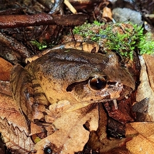 Mixophyes balbus at Gibraltar Range, NSW - suppressed