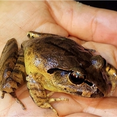 Mixophyes balbus at Gibraltar Range, NSW - suppressed