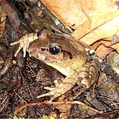 Mixophyes balbus at Gibraltar Range, NSW - suppressed