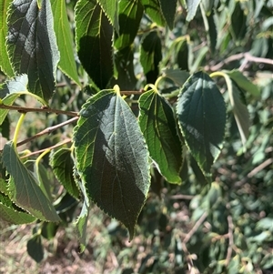 Celtis australis at Narrabundah, ACT - 3 Mar 2025 04:43 PM