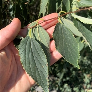 Celtis australis at Narrabundah, ACT - 3 Mar 2025 04:43 PM