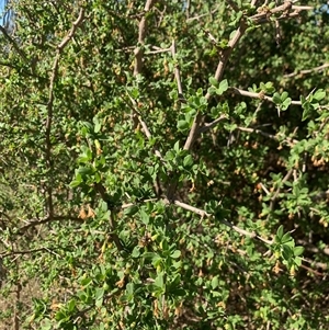 Lycium ferocissimum (African Boxthorn) at Narrabundah, ACT - 3 Mar 2025 by jklem621