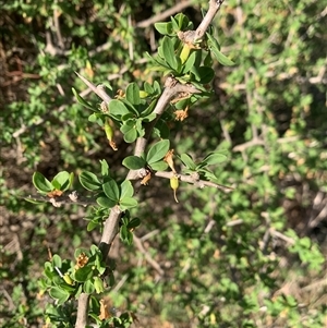 Lycium ferocissimum at Narrabundah, ACT - 3 Mar 2025 04:46 PM