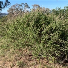 Lycium ferocissimum at Narrabundah, ACT - 3 Mar 2025 04:46 PM