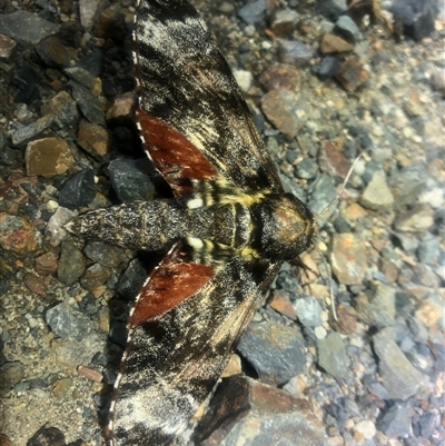 Tetrachroa edwardsi (Smerinthinae) at Shark Creek, NSW - 26 Feb 2025 by JamesLidseyBCT