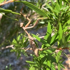 Pseudomantis albofimbriata (False garden mantis) at Acton, ACT - 4 Mar 2025 by courtneyb