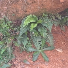 Blechnum nudum (Fishbone Water Fern) at Lankeys Creek, NSW - 5 Mar 2025 by linda2644