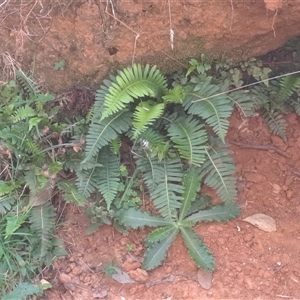 Blechnum nudum at Lankeys Creek, NSW - 5 Mar 2025 09:19 AM