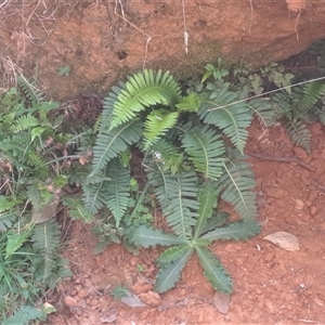 Unidentified Fern or Clubmoss at Lankeys Creek, NSW - Yesterday by linda2644