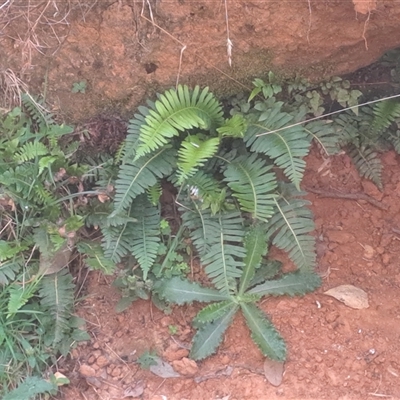 Blechnum nudum (Fishbone Water Fern) at Lankeys Creek, NSW - 5 Mar 2025 by linda2644