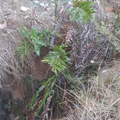 Blechnum minus (Soft Water Fern) at Jingellic, NSW - 5 Mar 2025 by linda2644