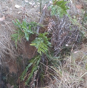 Unidentified Fern or Clubmoss at Jingellic, NSW - Yesterday by linda2644