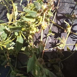 Einadia nutans subsp. nutans (Climbing Saltbush) at Cooma, NSW - Yesterday by mahargiani