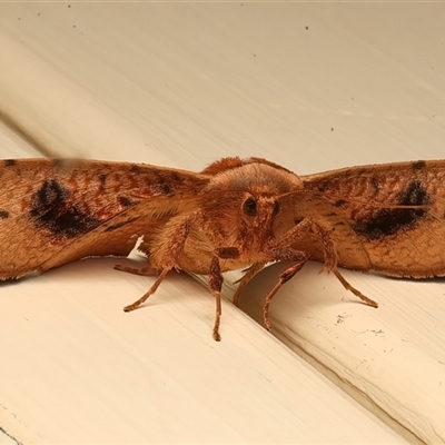 Aglaopus pyrrhata (Leaf Moth) at Ainslie, ACT - 27 Feb 2025 by jb2602