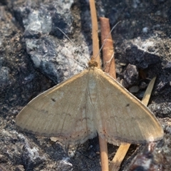 Scopula rubraria (Reddish Wave, Plantain Moth) at Symonston, ACT - 5 Mar 2025 by rawshorty