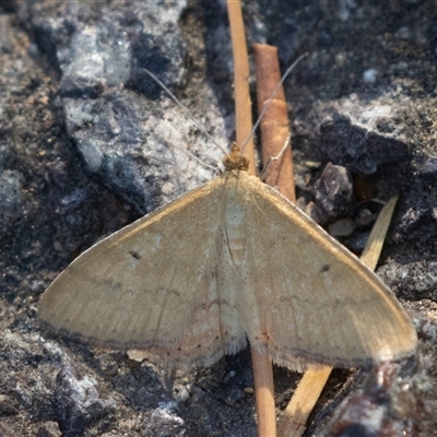 Scopula rubraria (Reddish Wave, Plantain Moth) at Symonston, ACT - 5 Mar 2025 by rawshorty