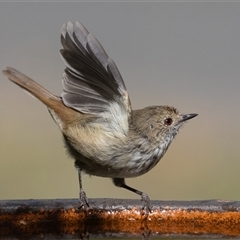 Acanthiza pusilla (Brown Thornbill) at Symonston, ACT - 4 Mar 2025 by rawshorty