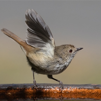 Acanthiza pusilla (Brown Thornbill) at Symonston, ACT - 4 Mar 2025 by rawshorty