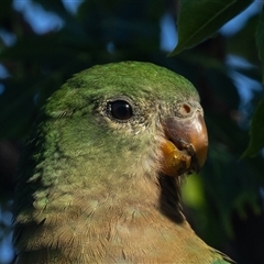 Alisterus scapularis (Australian King-Parrot) at Symonston, ACT - 5 Mar 2025 by rawshorty