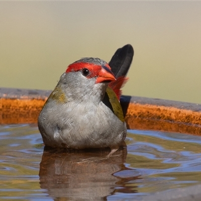 Neochmia temporalis (Red-browed Finch) at Symonston, ACT - 4 Mar 2025 by rawshorty