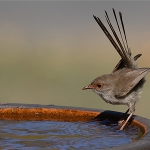 Malurus cyaneus (Superb Fairywren) at Symonston, ACT - 4 Mar 2025 by rawshorty