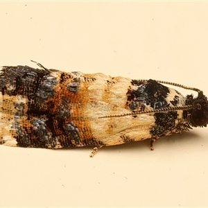 Asthenoptycha iriodes at Ainslie, ACT - suppressed