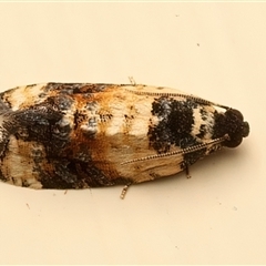 Asthenoptycha iriodes at Ainslie, ACT - suppressed
