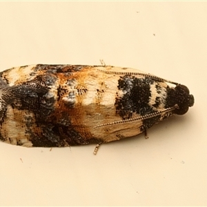 Asthenoptycha iriodes at Ainslie, ACT - suppressed