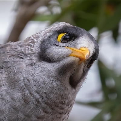 Manorina melanocephala (Noisy Miner) at Symonston, ACT - 2 Feb 2025 by rawshorty