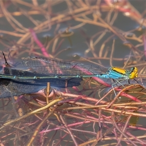 Pseudagrion aureofrons (Gold-fronted Riverdamsel) at Barton, ACT - 12 Feb 2025 by rawshorty