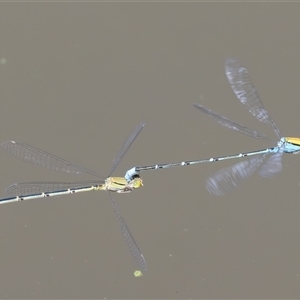 Pseudagrion aureofrons at Barton, ACT - 12 Feb 2025 11:26 AM