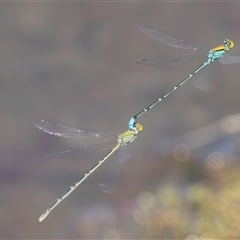 Pseudagrion aureofrons at Barton, ACT - 12 Feb 2025 11:26 AM