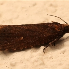 Cryptaspasma sordida (A Tortricid moth (Olethreutinae)) at Ainslie, ACT - 27 Feb 2025 by jb2602