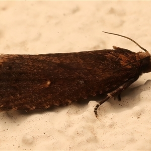 Cryptaspasma sordida at Ainslie, ACT - 27 Feb 2025 10:37 PM