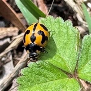 Coccinella transversalis (Transverse Ladybird) at Emerald, VIC - 28 Feb 2025 by GlossyGal