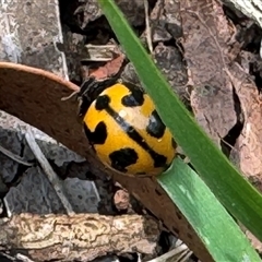 Coccinella transversalis at Emerald, VIC - suppressed