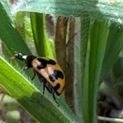 Coccinella transversalis at Emerald, VIC - suppressed