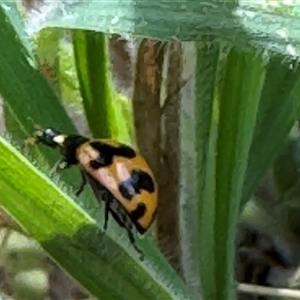 Coccinella transversalis at Emerald, VIC - suppressed
