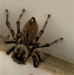 Maratus griseus (Jumping spider) at Higgins, ACT - 3 Mar 2025 by Jennybach