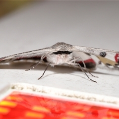 Crypsiphona ocultaria at Yarralumla, ACT - 4 Mar 2025 12:22 PM