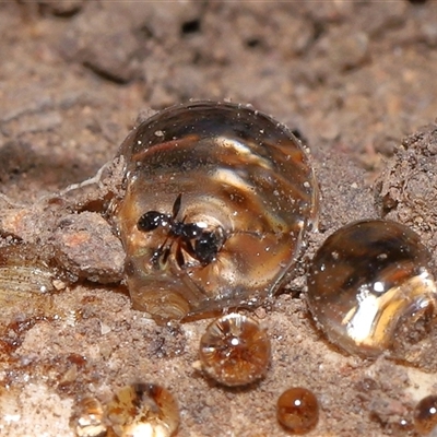 Pheidole sp. (genus) (Seed-harvesting ant) at Yarralumla, ACT - 4 Mar 2025 by TimL