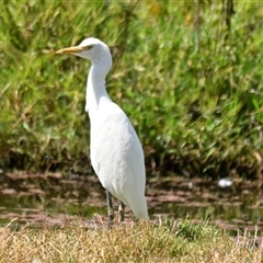 Bubulcus coromandus (Eastern Cattle Egret) at Fyshwick, ACT - 5 Mar 2025 by Thurstan