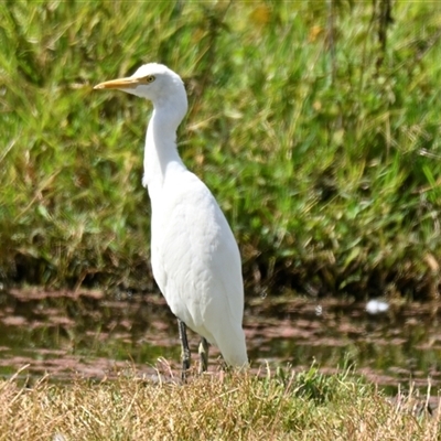 Bubulcus coromandus (Eastern Cattle Egret) at Fyshwick, ACT - 5 Mar 2025 by Thurstan