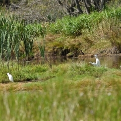 Bubulcus coromandus at Fyshwick, ACT - 5 Mar 2025 11:24 AM