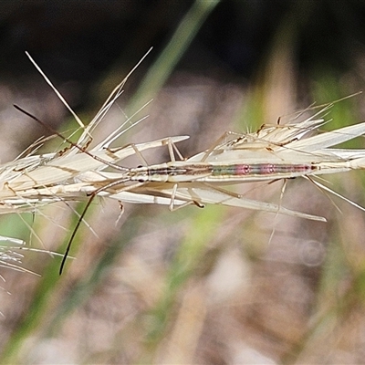 Mutusca brevicornis (A broad-headed bug) at Hawker, ACT by sangio7