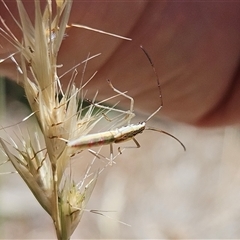 Mutusca brevicornis at Hawker, ACT - suppressed