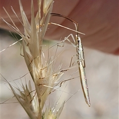 Mutusca brevicornis at Hawker, ACT - suppressed