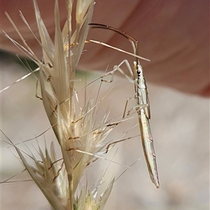 Mutusca brevicornis at Hawker, ACT - suppressed